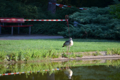 DSC_0077-Medium